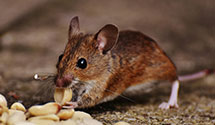 24 Hour & Emergency Exterminators in Elkinsville, IN